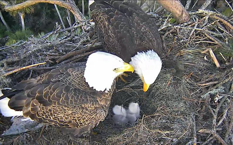 Baby Bald Eagle  : Majestic Journey of a Precious Feathery Hatchling